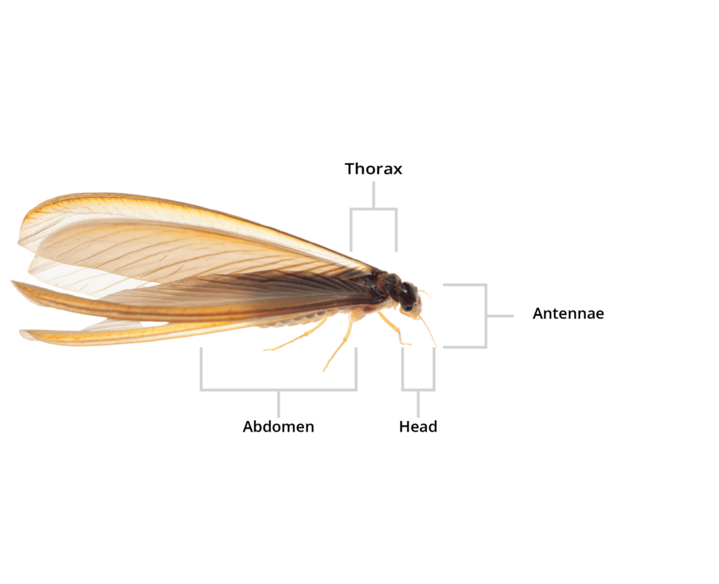Dry Wood Termite Control You Can Depend On