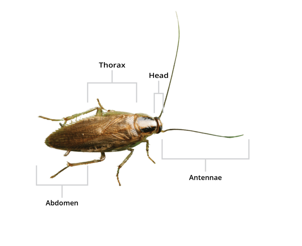 The Area Expert On German Cockroach Removal