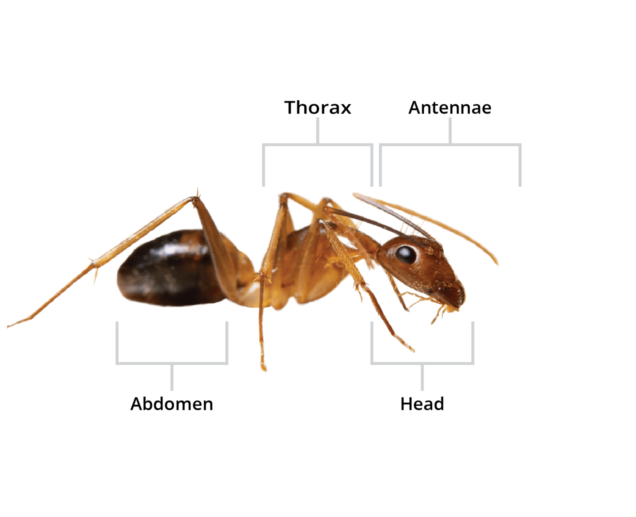 Holder Pest Control Is Your Local Ghost Ant Removal Experts