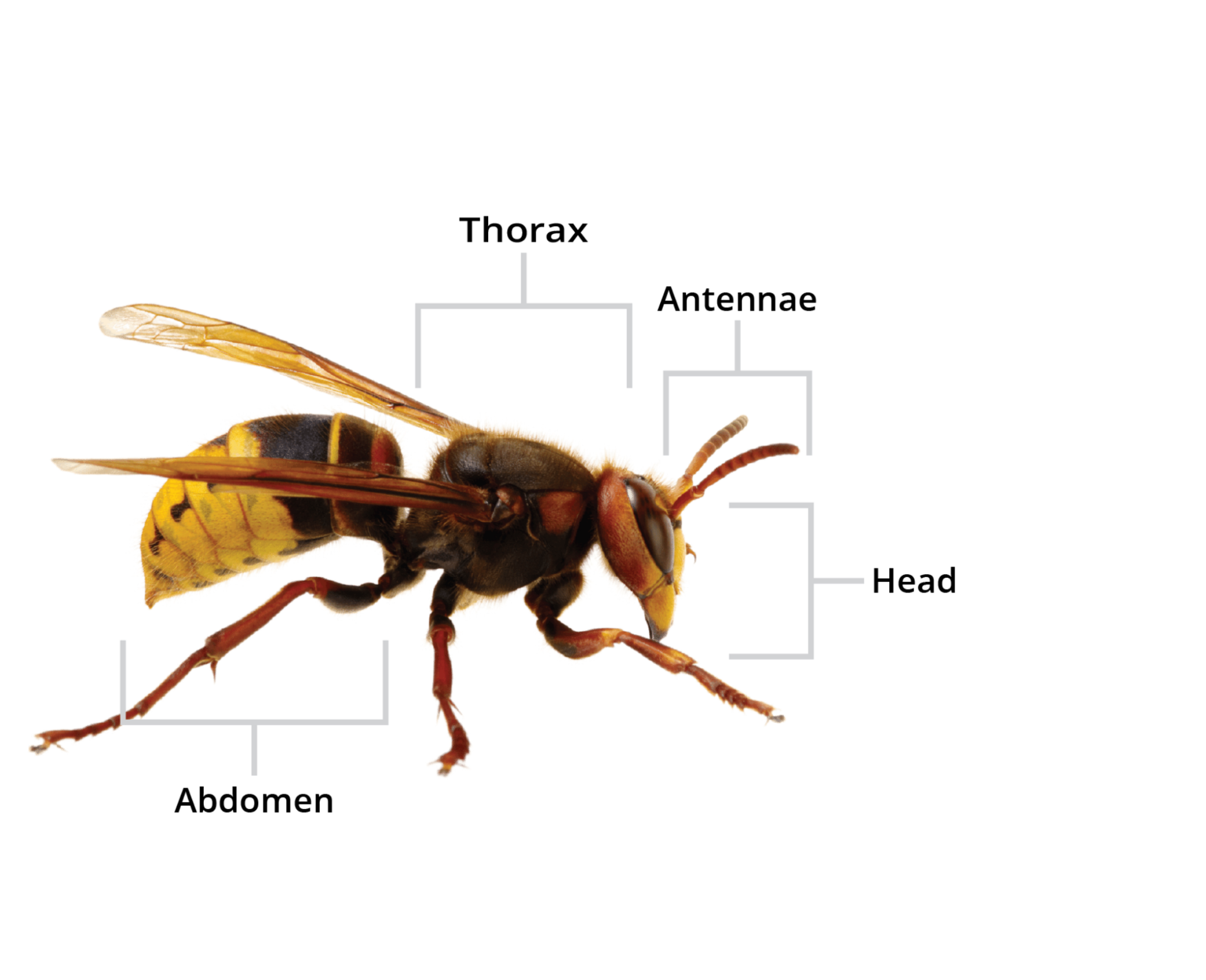 Eliminate Your Nest With Holder Pest Control