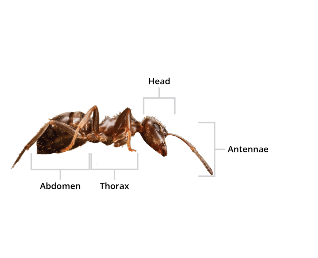 Call Holder Pest Control When You See Pharaoh Ants