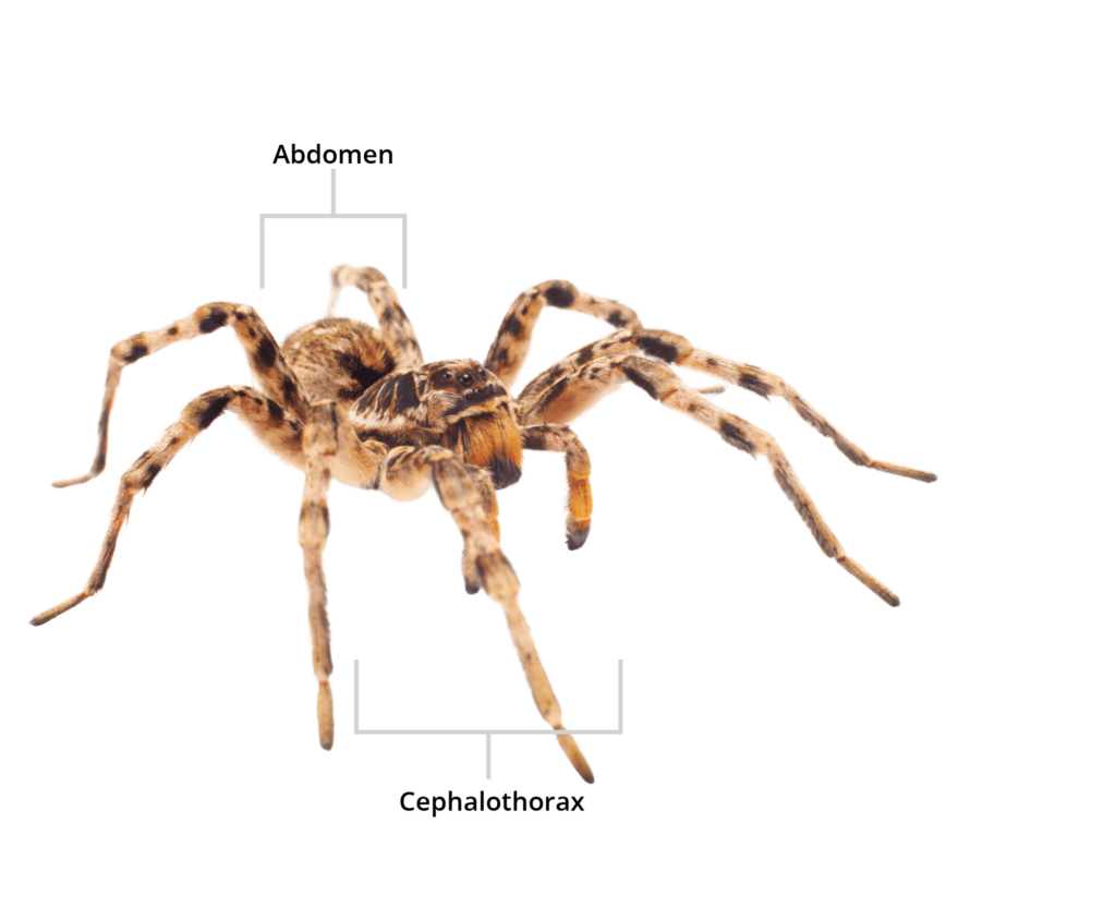 Say Goodbye To Wolf Spiders At Your Home