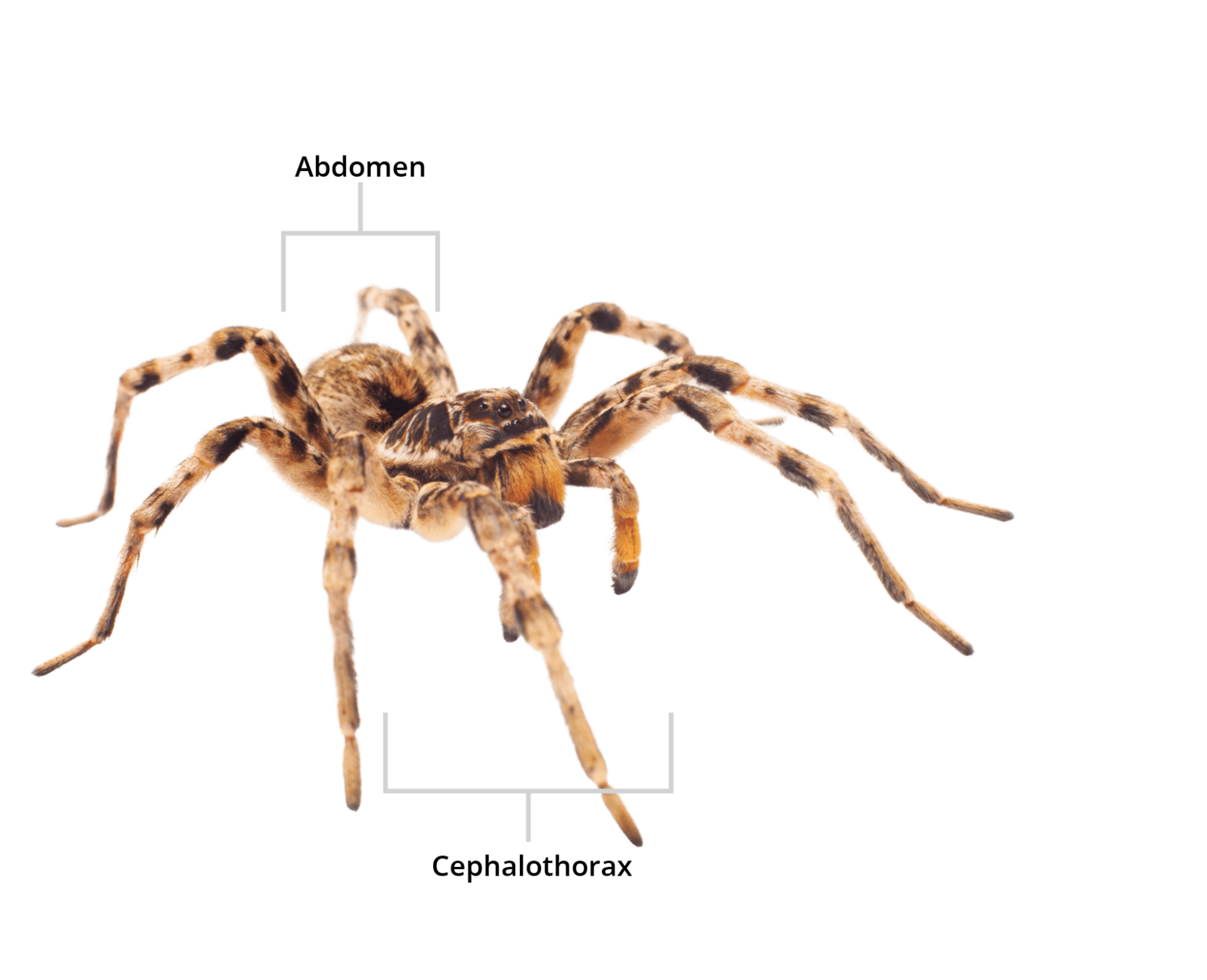 Fear The Fuzzy?  Wolf Spiders Vs Wood Spiders: Which Is More Dangerous? - 4c1z0jp