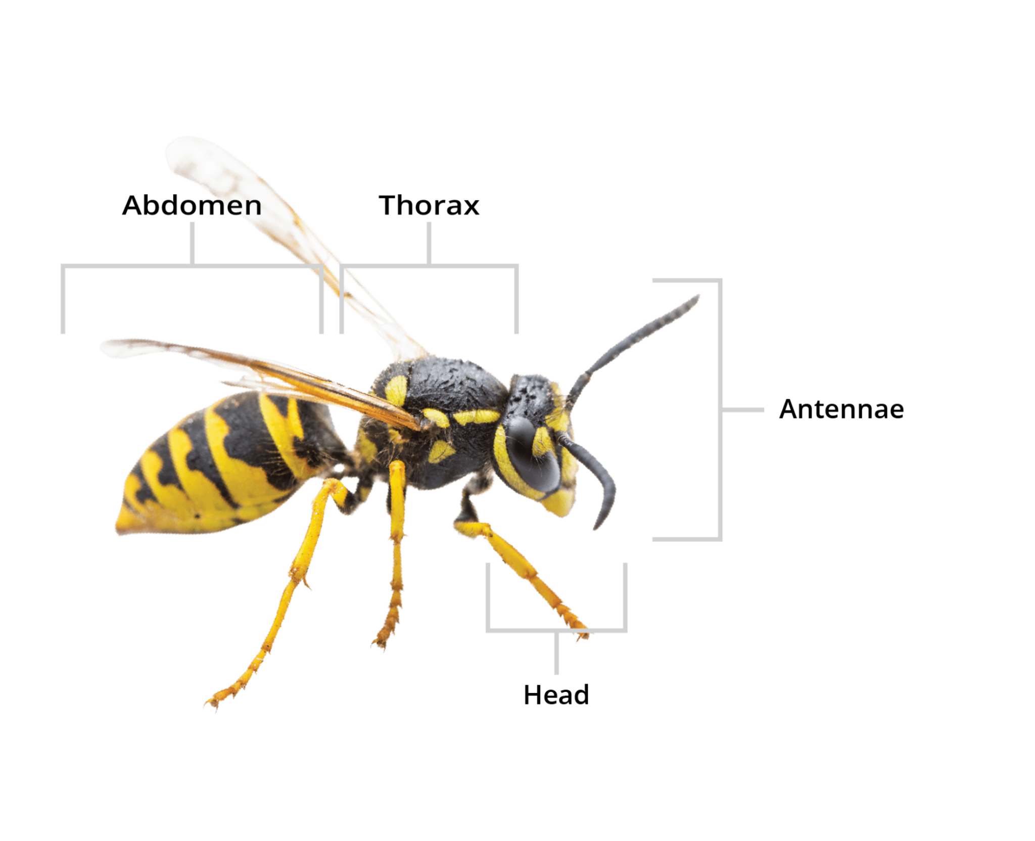 Holder Pest Control Is Your Yellow Jacket Solution