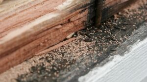 Small but Mighty, Here's What You Need to Know About Termites