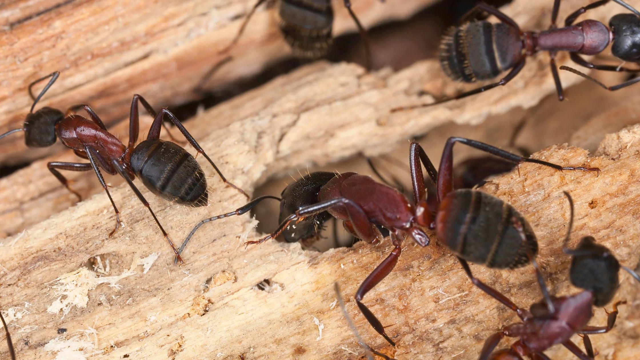 Do I Have Carpenter Ants? How to Tell the Difference Between Carpenter Ants and Termites